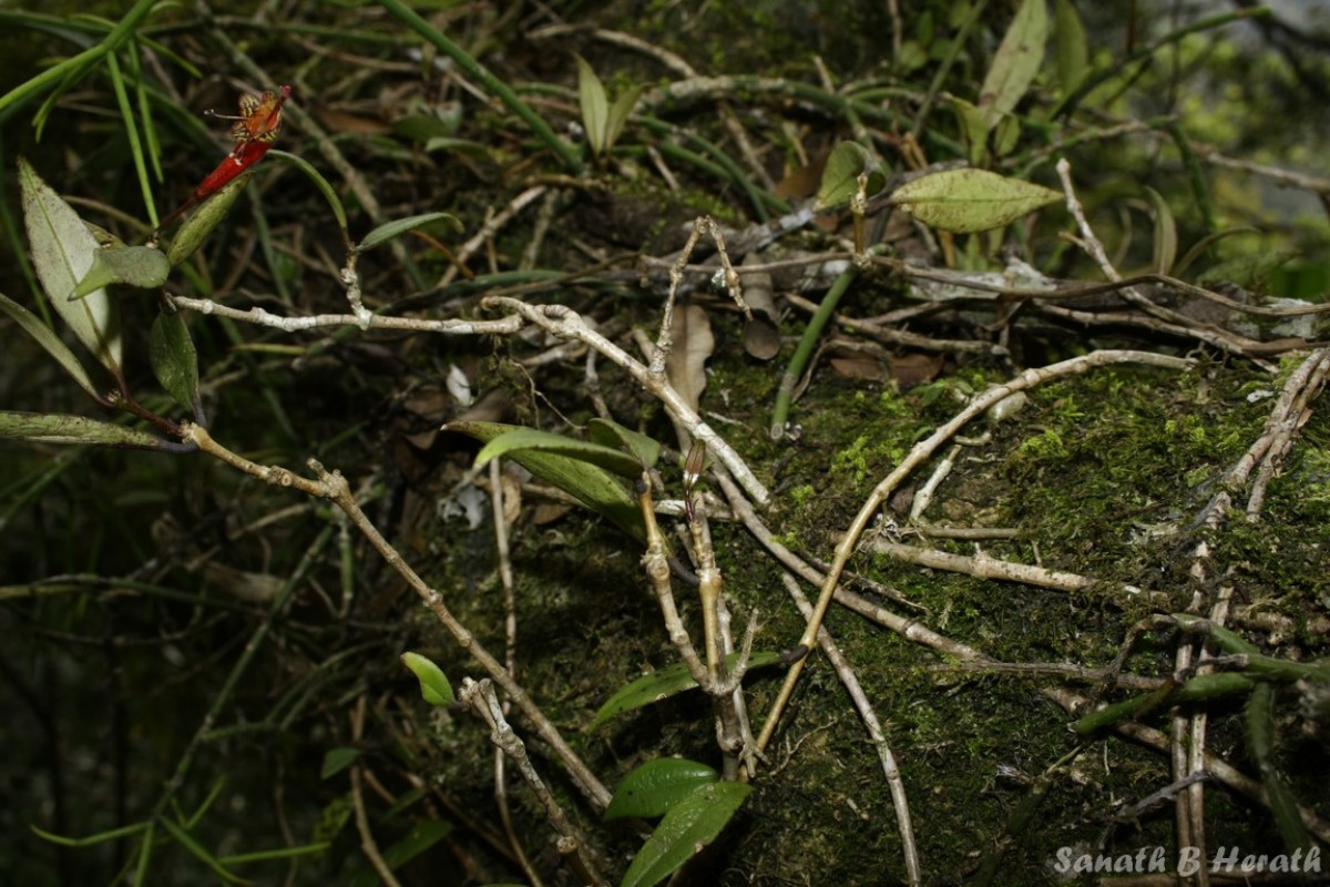 Aeschynanthus ceylanicus Gardner